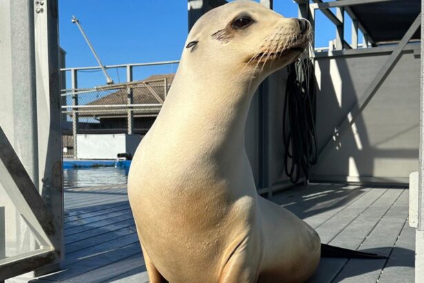 Ronan The Head-Bopping Sea Lion Proves Animals Can Keep A Beat