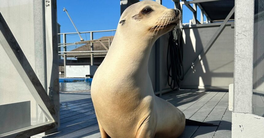 Ronan The Head-Bopping Sea Lion Proves Animals Can Keep A Beat