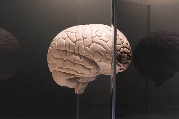 Scientists Could Have Solved a Massive Obstacle to Treating The Brain : ScienceAlert