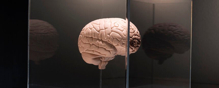 Scientists Could Have Solved a Massive Obstacle to Treating The Brain : ScienceAlert