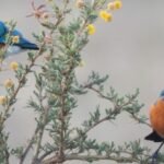 Scientists Discover Wild Birds Behaving Suspiciously Like Friends : ScienceAlert