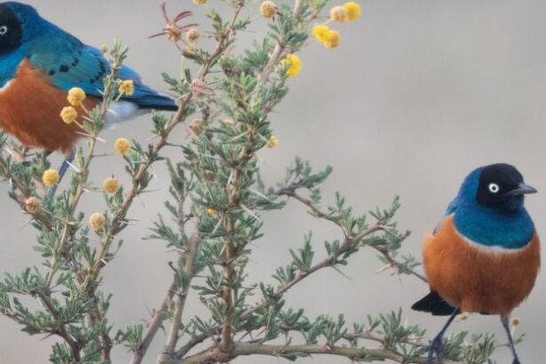 Scientists Discover Wild Birds Behaving Suspiciously Like Friends : ScienceAlert