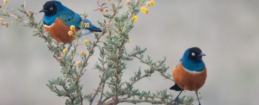 Scientists Discover Wild Birds Behaving Suspiciously Like Friends : ScienceAlert