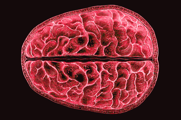 Scientists Discovered Structural, Brain-Wide Changes During Menstruation : ScienceAlert