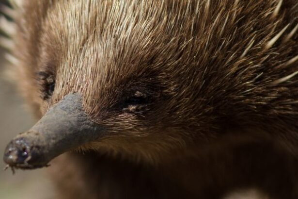 Scientists Peered Inside The Echidna’s Mysterious ‘Pseudo-Pouch’ : ScienceAlert