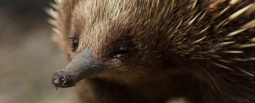 Scientists Peered Inside The Echidna’s Mysterious ‘Pseudo-Pouch’ : ScienceAlert