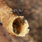 Scientists Reveal How a Deadly Insect Manipulates Its Prey : ScienceAlert