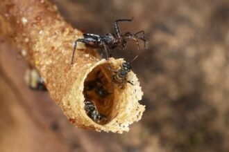 Scientists Reveal How a Deadly Insect Manipulates Its Prey : ScienceAlert