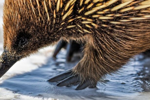 Scientists Reveal a Surprising New Theory on Where Echidnas Came From : ScienceAlert