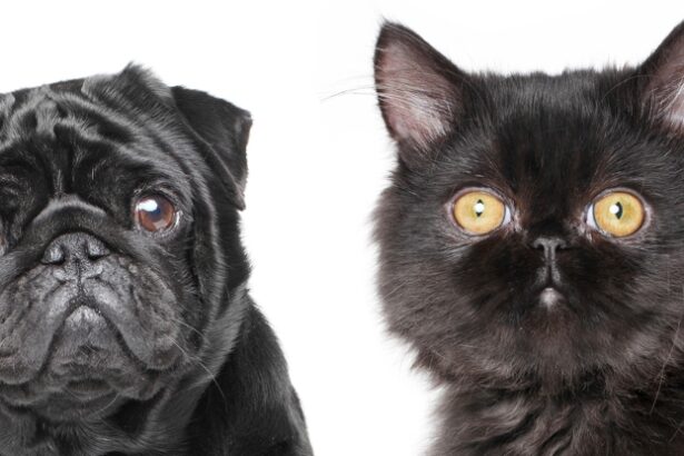Scientists Say Dogs And Cats Are Evolving to Look More Alike. But Why? : ScienceAlert
