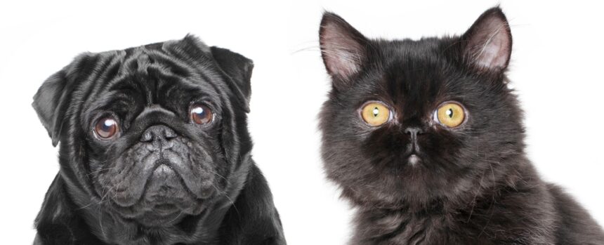 Scientists Say Dogs And Cats Are Evolving to Look More Alike. But Why? : ScienceAlert