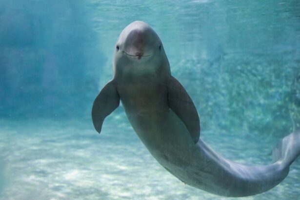 Scientists Use Ancient Chinese Poetry to Study Endangered Yangtze Porpoise