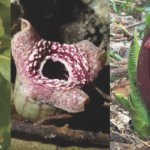 Scientists discover how some flowers mimic the smell of death