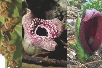 Scientists discover how some flowers mimic the smell of death