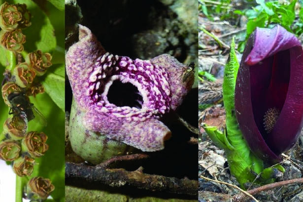 Scientists discover how some flowers mimic the smell of death