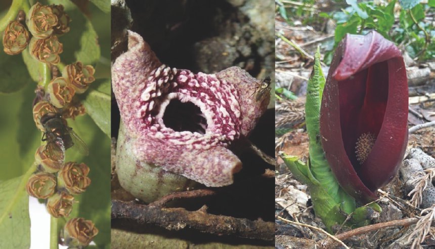 Scientists discover how some flowers mimic the smell of death