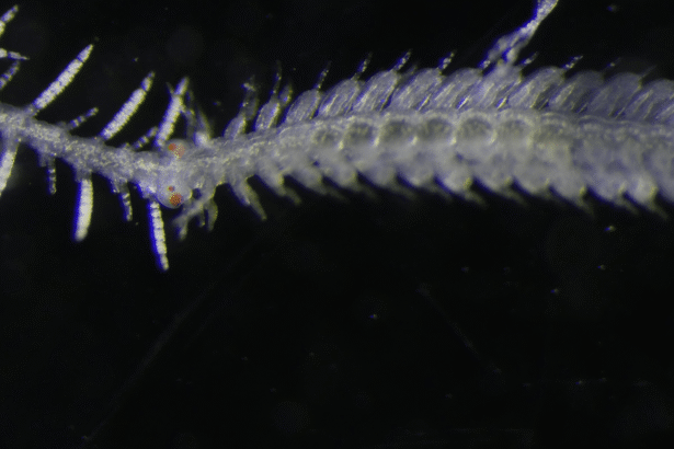Sea worm’s reproductive bits grow their own eyes before mating