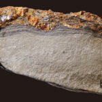 Seafloor amber may hold hints of a tsunami 115 million years ago