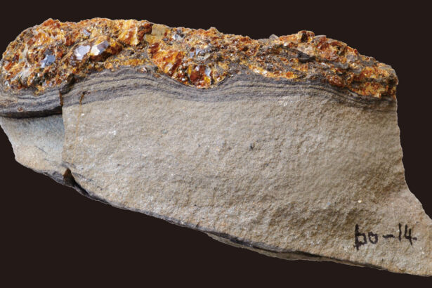 Seafloor amber may hold hints of a tsunami 115 million years ago