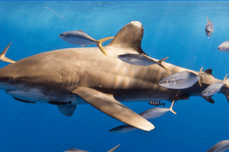 Sharks surprise scientists by sharing a meal
