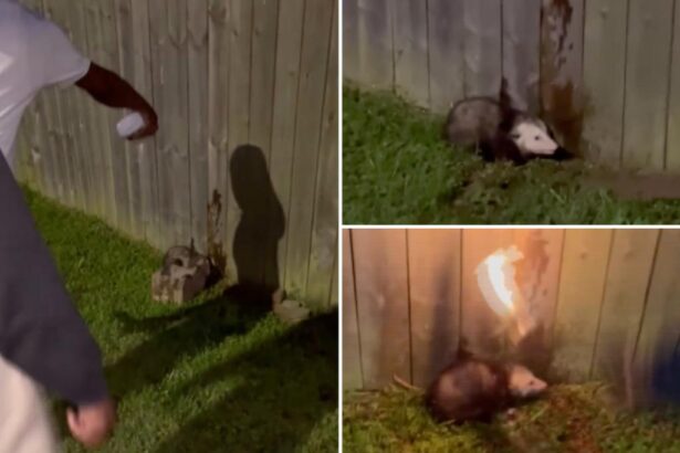 Sickos laugh as they film themselves torching an opossum