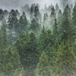 Skyborne specks of life may influence rainfall patterns
