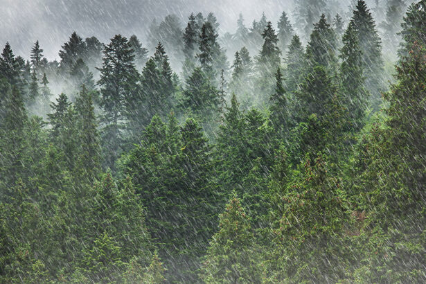 Skyborne specks of life may influence rainfall patterns