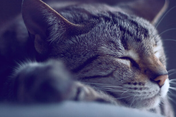 Sleep Helps Your Brain Prepare For The Future, And Now We Know How : ScienceAlert