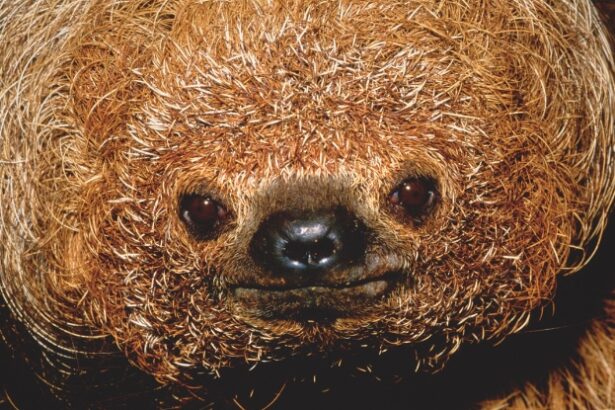 Sloths The Size of Elephants Roamed America, Before Abruptly Vanishing : ScienceAlert