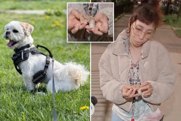 Small dog mauled to death by pit bulls in the Bronx