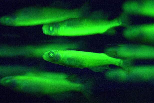 Some science seems silly, but it’s still worthwhile