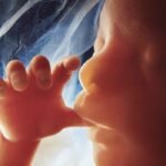 South Carolina Supreme Court Unanimously Upholds Law Banning Abortion at Point When Heartbeat Can Be Detected |