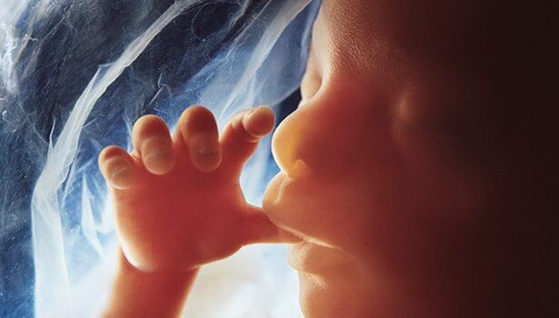 South Carolina Supreme Court Unanimously Upholds Law Banning Abortion at Point When Heartbeat Can Be Detected |