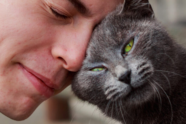 Study Reveals How Your Cat Remembers Who You Are : ScienceAlert