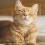 Study Reveals a Simple Technique to Communicate With Your Cat : ScienceAlert