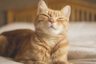 Study Reveals a Simple Technique to Communicate With Your Cat : ScienceAlert