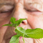 Surprise Link Between Menthol And Alzheimer’s Found in Mice : ScienceAlert