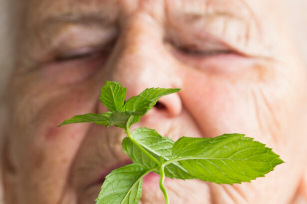 Surprise Link Between Menthol And Alzheimer’s Found in Mice : ScienceAlert
