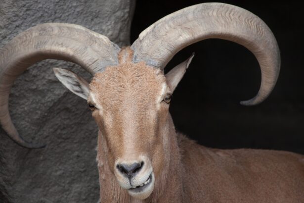 Texas aims to legalize hunting invasive sheep from helicopters