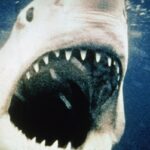 The Applause for Jaws, Despite Flaws