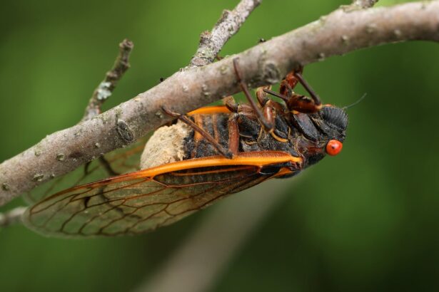 The Brood XIV Zombie Cicadas Are Coming