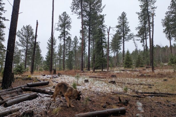 The US government stole the Black Hills. Now it’s clear-cutting them.