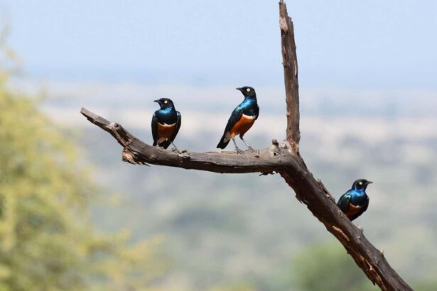 The birds upending our idea of shared parenting