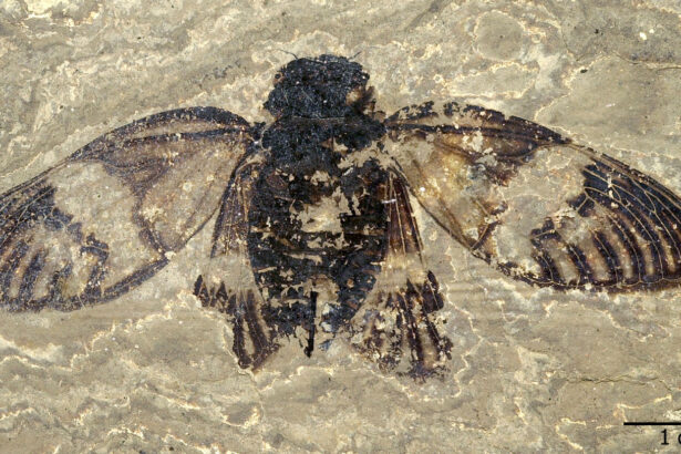 The first cicada concert was 47 million years ago