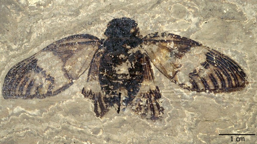 The first cicada concert was 47 million years ago