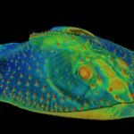 The first teeth were sensory organs on the skin of ancient fish