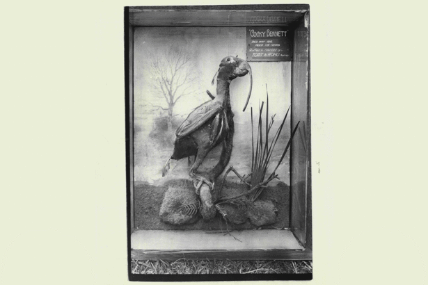 The foul-mouthed cockatoo that lived to 120