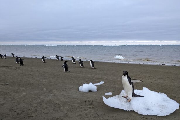 The weird way that penguin poop might be cooling Antarctica
