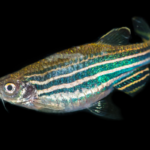 These Fish and Flies Are Engineered to Break Down Mercury