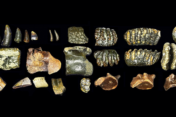 These human ancestors weren’t as lonely as experts thought